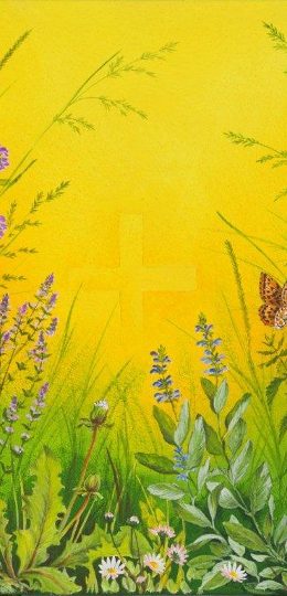Sommerwiese
