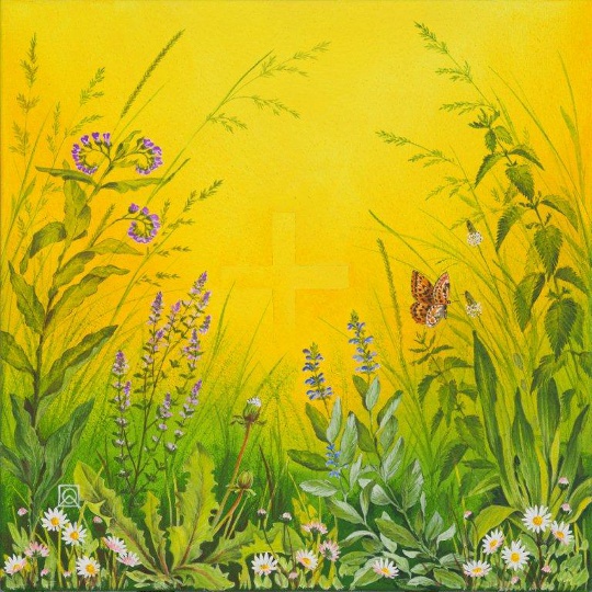 Sommerwiese Sommerwiese