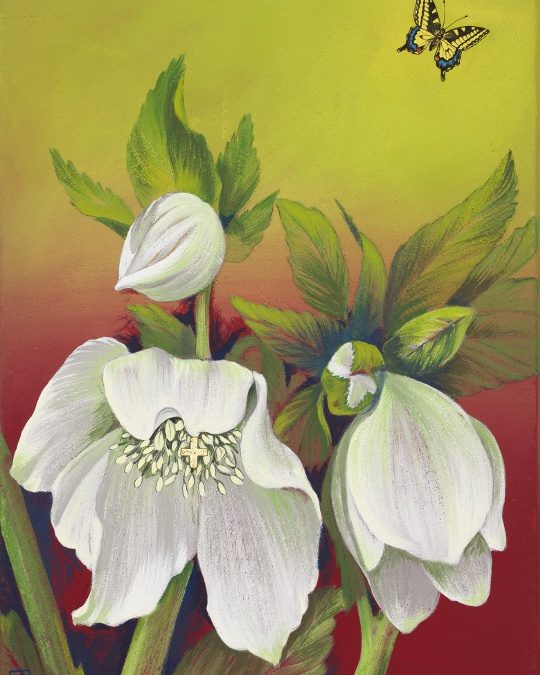 Christrose