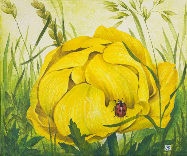 Trollblume Trollblume